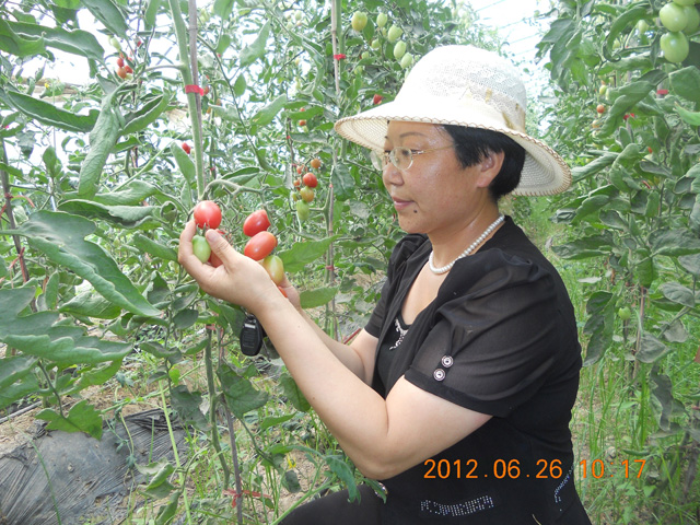 綠色生物有機(jī)肥使用基地，發(fā)明人徐貴閣現(xiàn)場(chǎng)查看指導(dǎo)