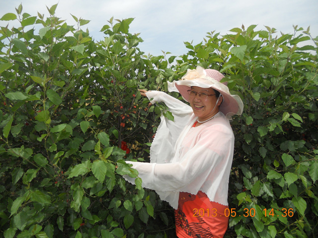 發(fā)明人徐貴閣現(xiàn)場(chǎng)指導(dǎo)使用徐氏綠色生物有機(jī)肥桑椹種植采摘園